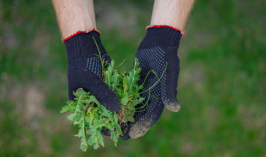 WEED CONTROL